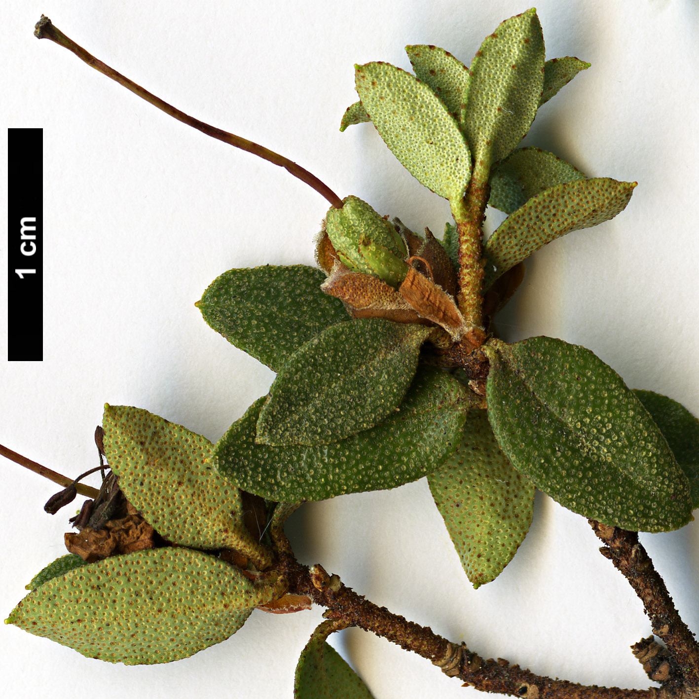 High resolution image: Family: Ericaceae - Genus: Rhododendron - Taxon: nitidulum - SpeciesSub: var. omeiense